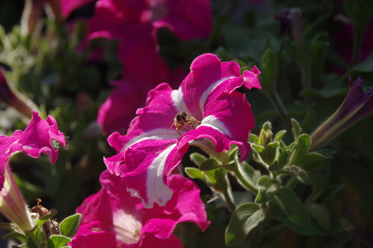 Разноцветные петуньи - Сергей Швечков