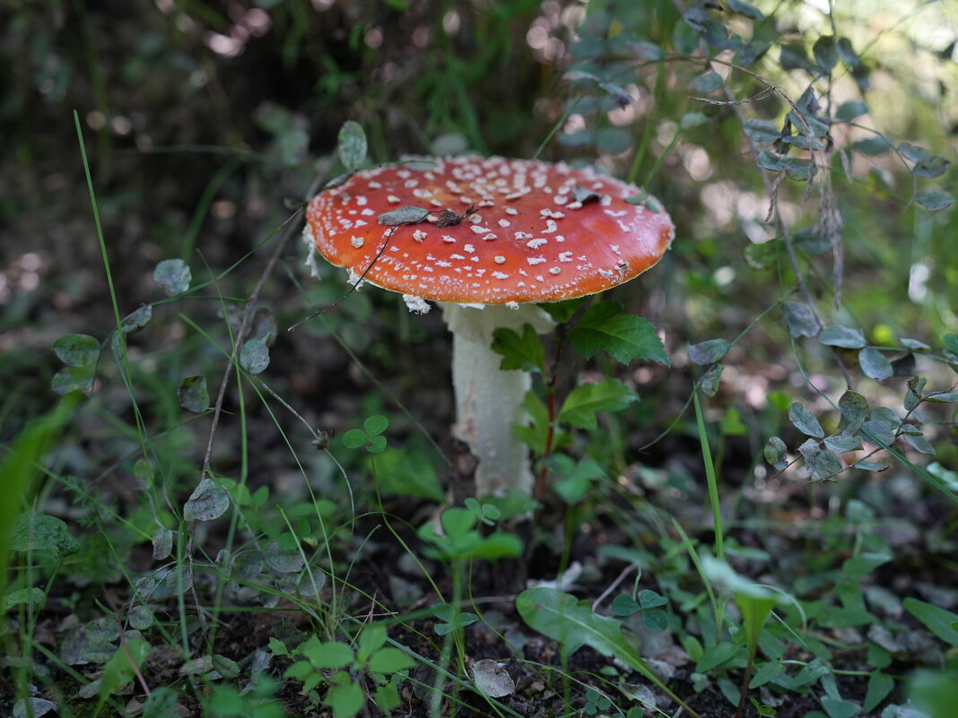 Мухомор - Виктор Фельдшеров