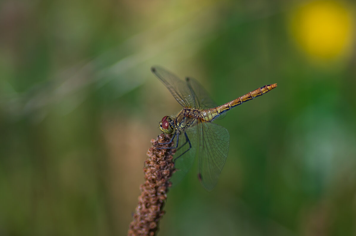 На отдыхе. - Sergey (Apg)