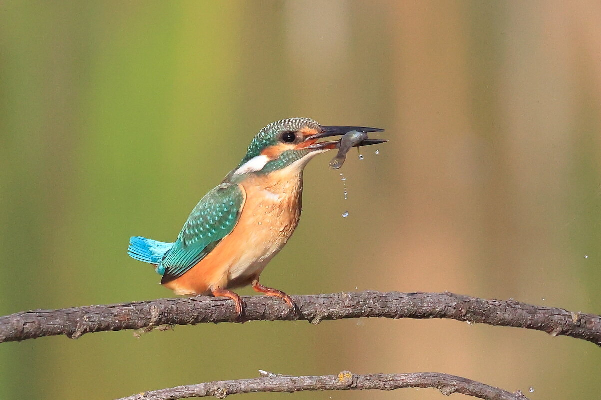 Её величество... - Владилен Панченко Её величество... - Владилен Панченко