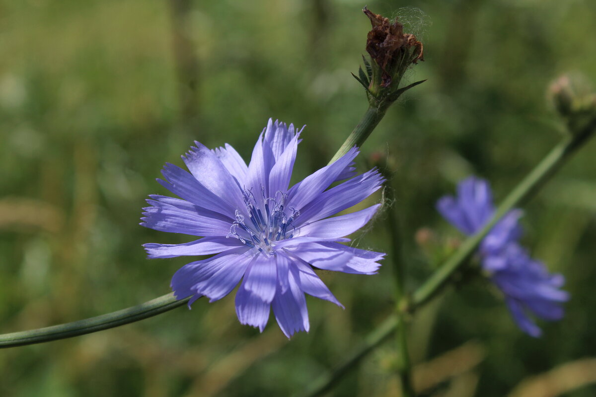 Цикорий. - Нина Сироткина 