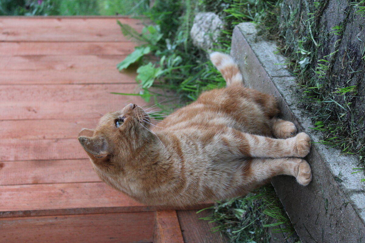 Васька - Ирина Лесиканич