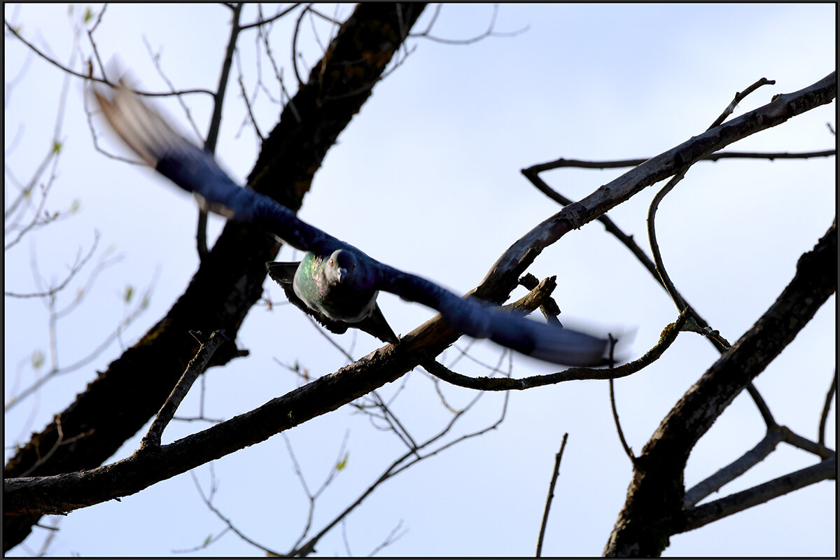 Весть - Сергей Премонишын