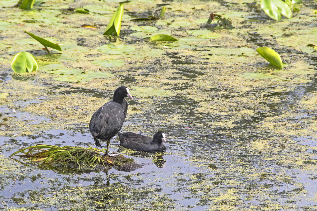 Лысухи. - Сергей Фомичев
