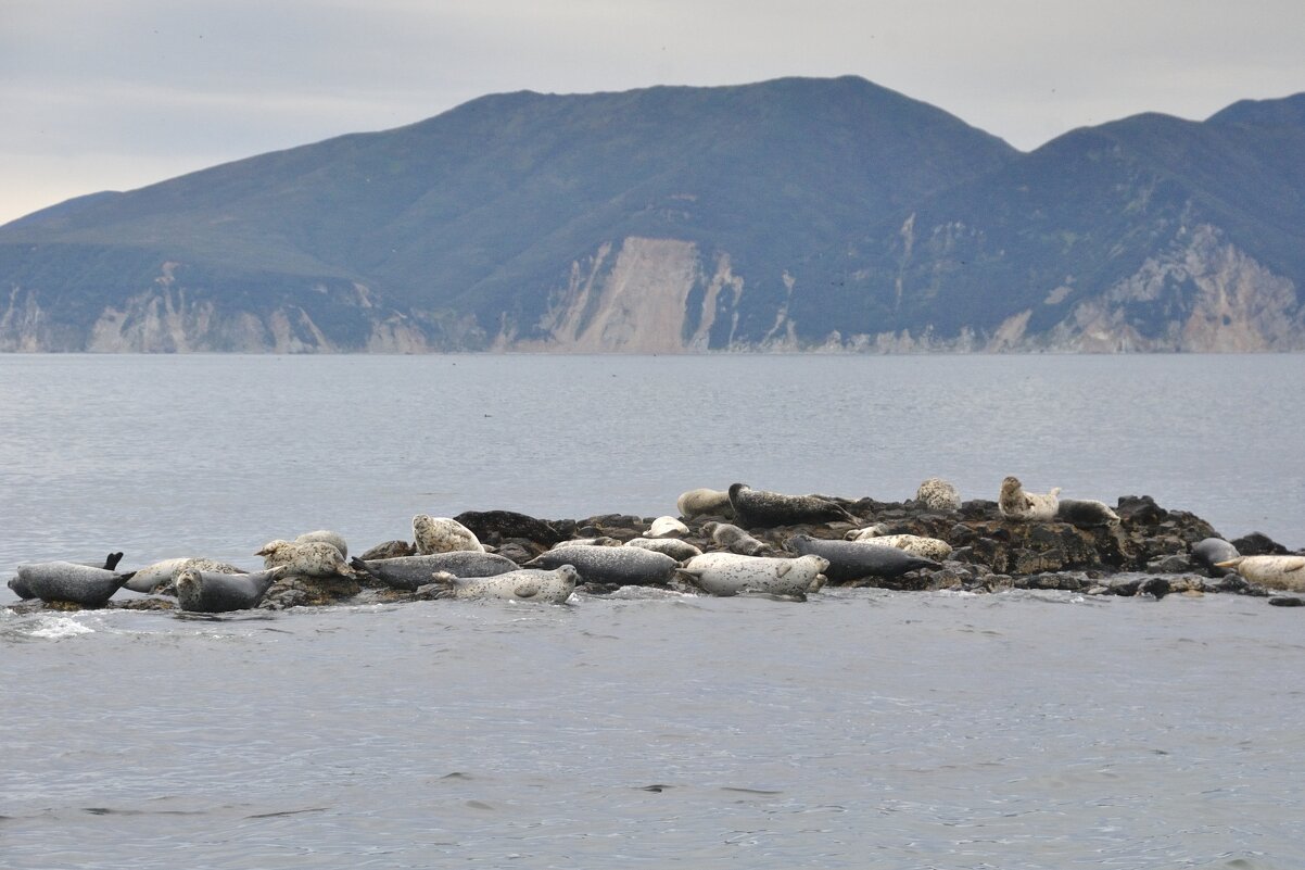 Лежбище ларги - Марина Виноградова