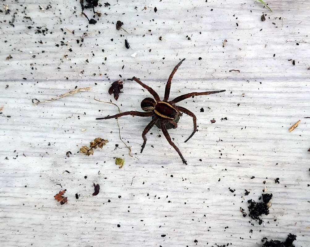 Выскочил из земли, как чёрт из табакерки. - Ирина *** Выскочил из земли, как чёрт из табакерки. - Ирина ***