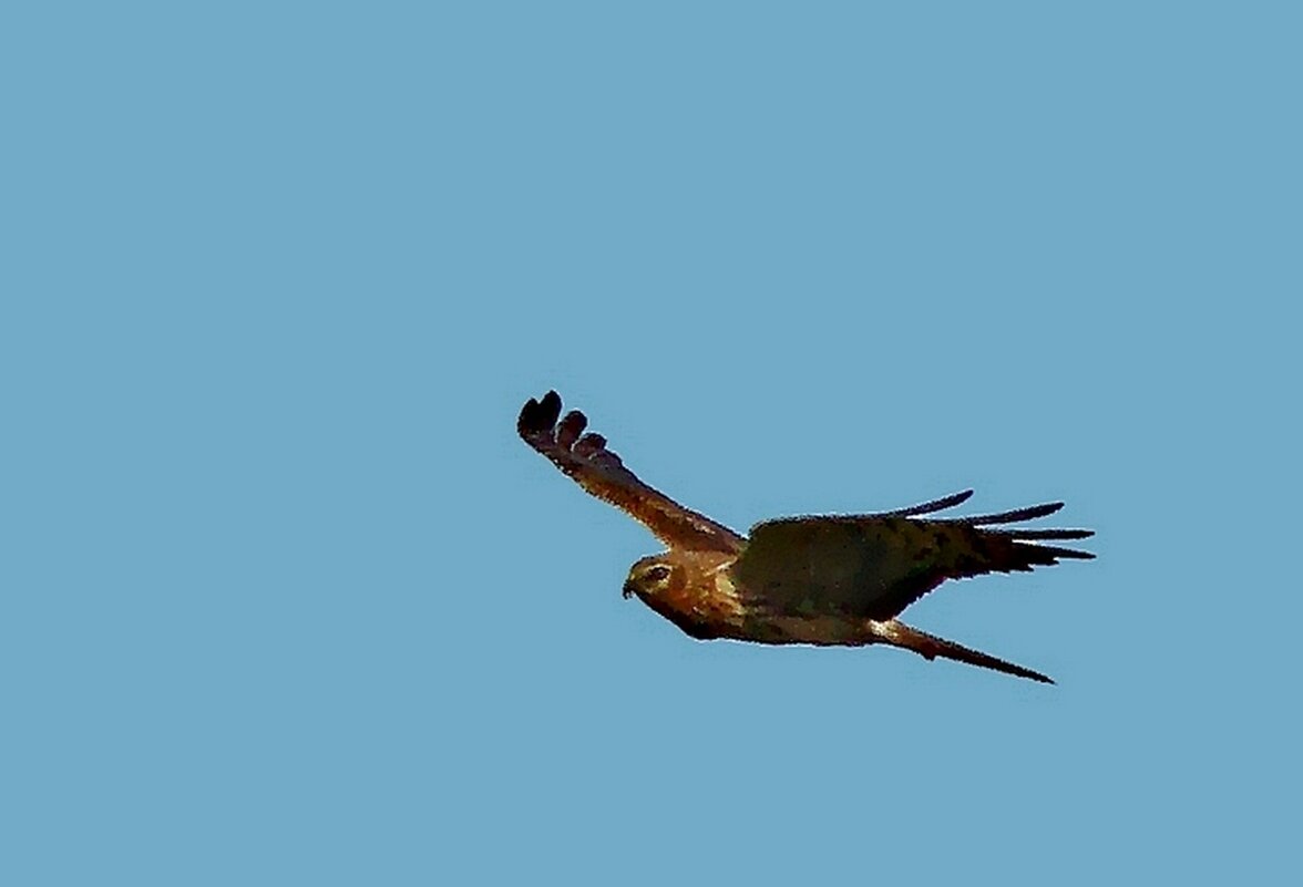 луговой лунь - gawrilа - dan