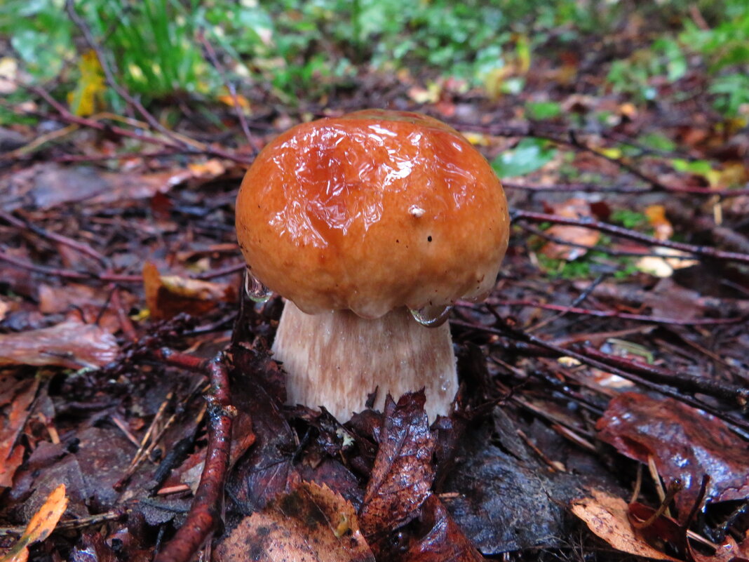 С каплями дождя - Андрей Снегерёв