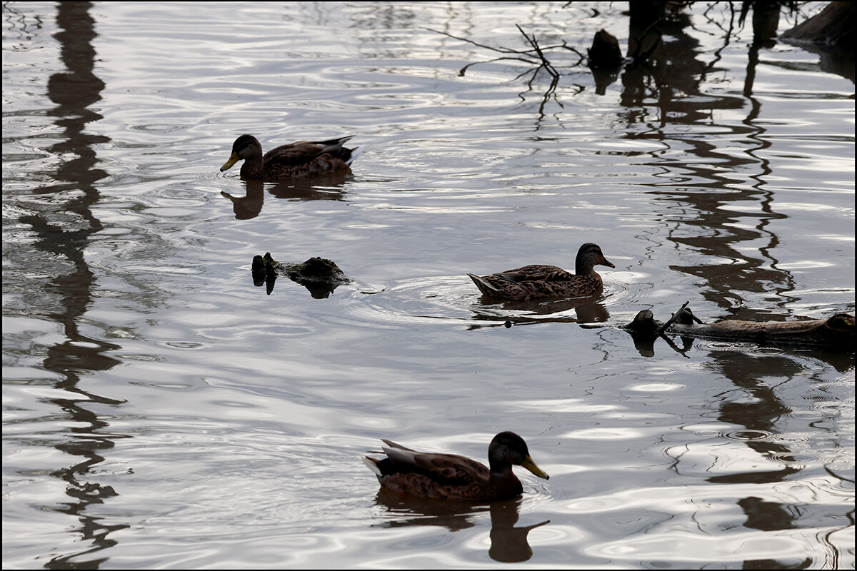 *** - Сергей Премонишын
