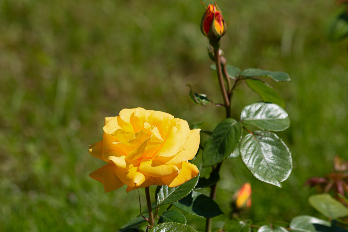 *** - Геннадий Порохов