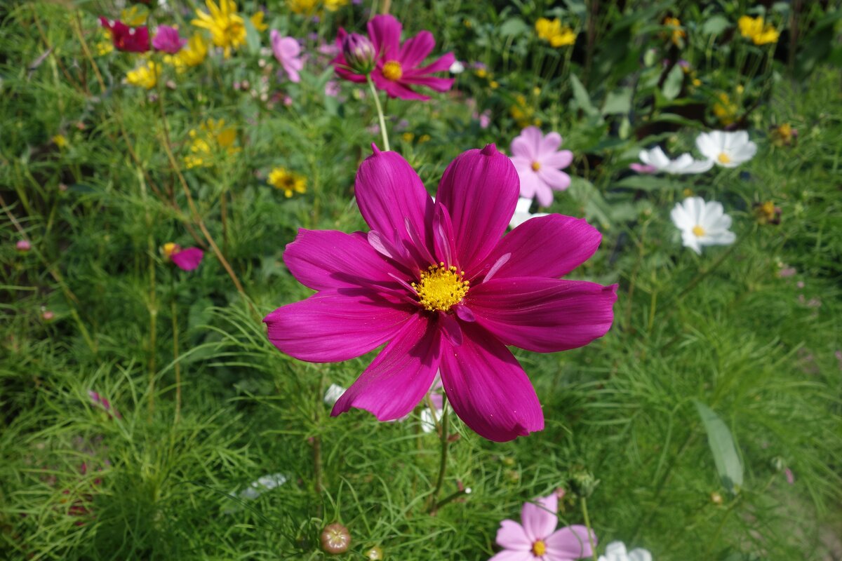 ...август ещё не осень... - Галина 