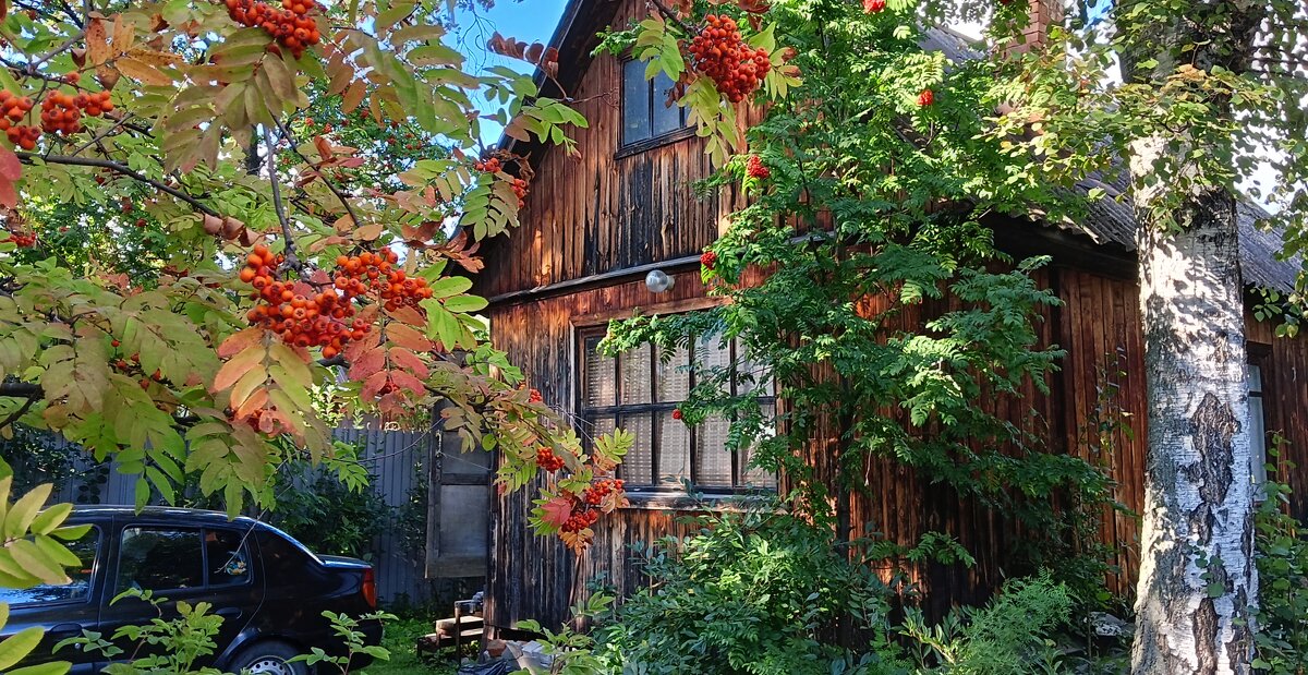 Настоянный на травах, пьянящий август - Елена Строганова