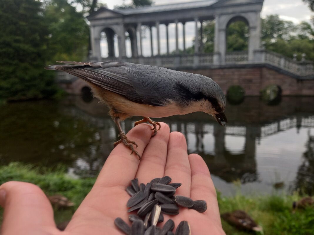 Поползень - Сапсан 