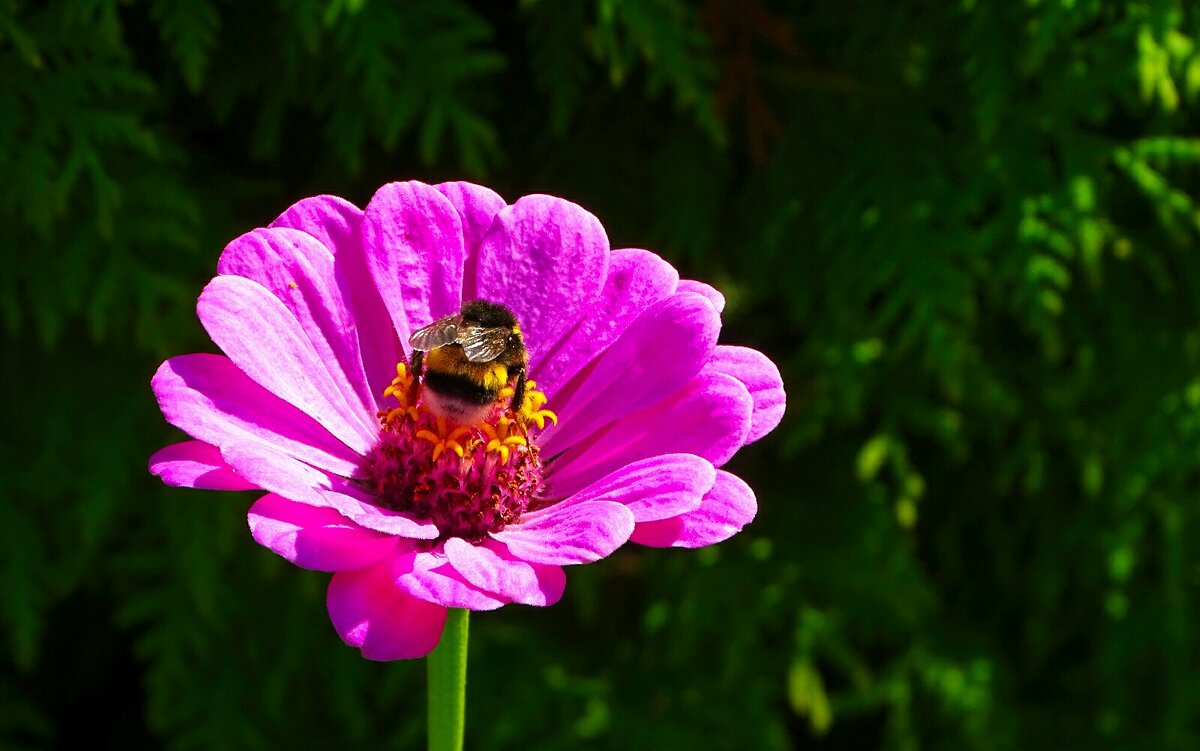 Лето в августе. - Милешкин Владимир Алексеевич Лето в августе. - Милешкин Владимир Алексеевич
