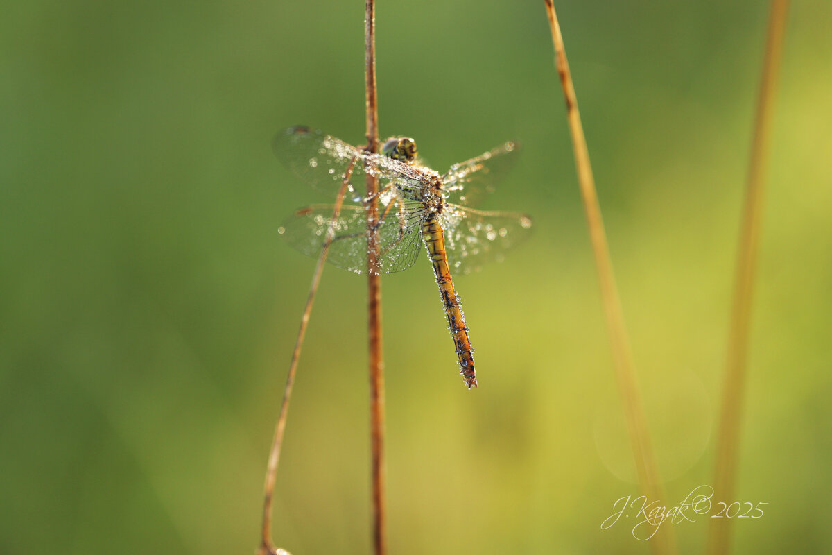 *** - Елена Kазак (selena1965)