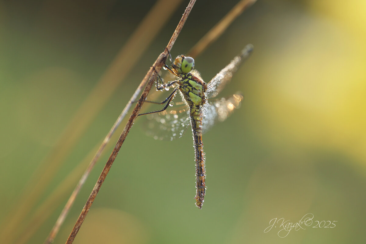 *** - Елена Kазак (selena1965)