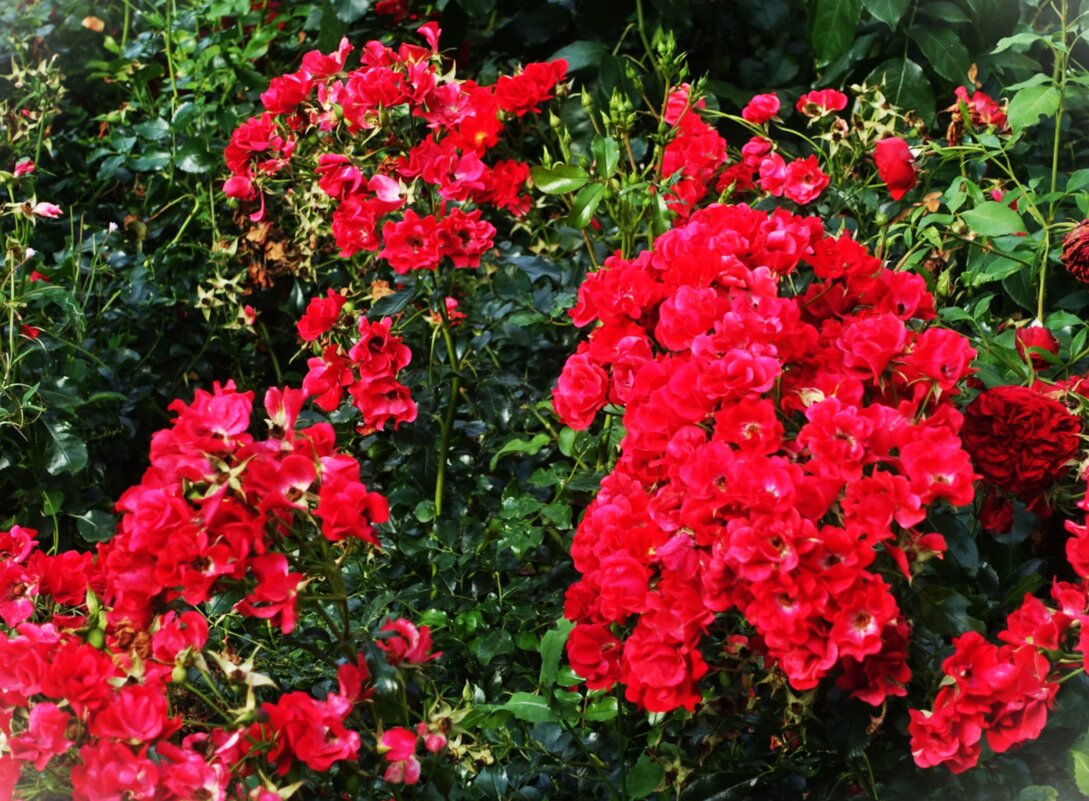 Кустовые розы - Aida10 