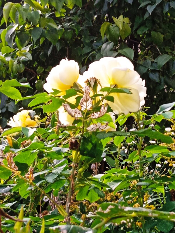 Розы в моем дворике. - Светлана Калмыкова Калмыкова