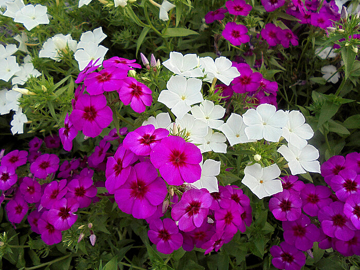 Флоксы - Елена Флоксы - Елена