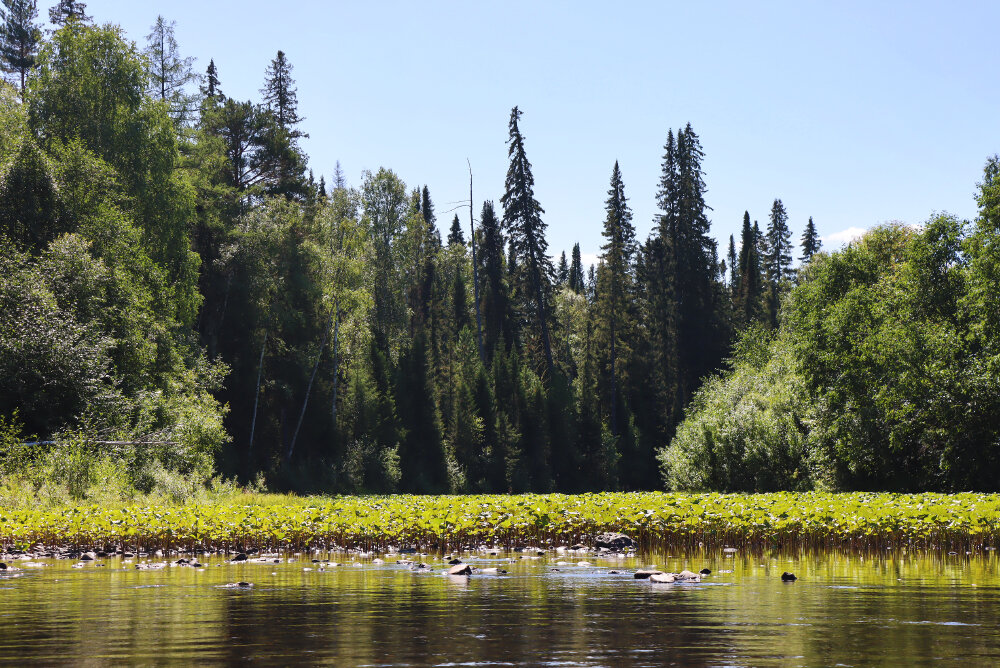 На Северной Тошемке. Старое русло - Галина Ильясова