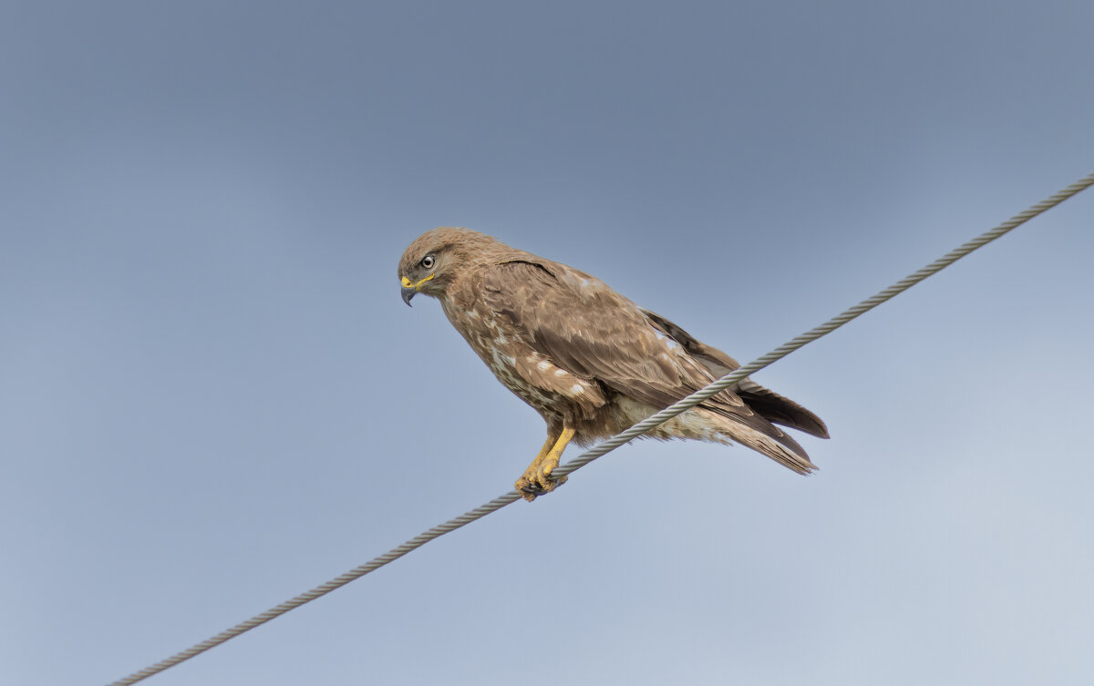 канюк - юрий макаров