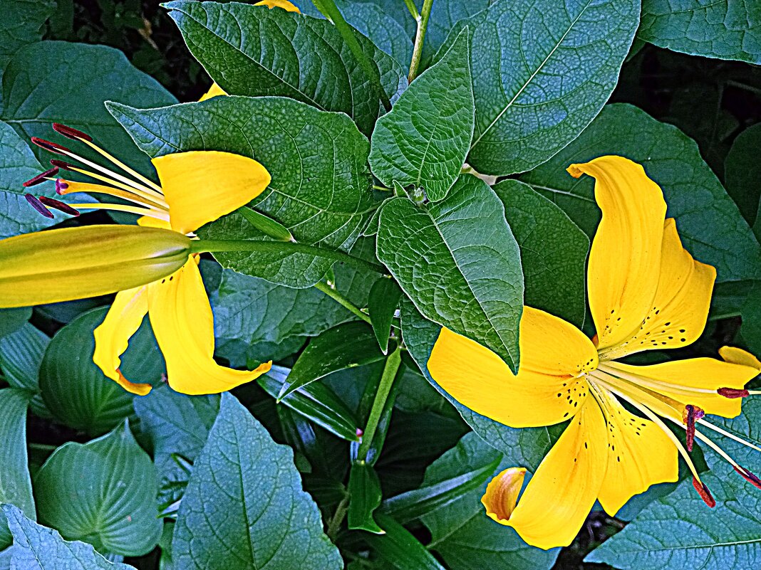 Цветы. - Владимир Драгунский Цветы. - Владимир Драгунский