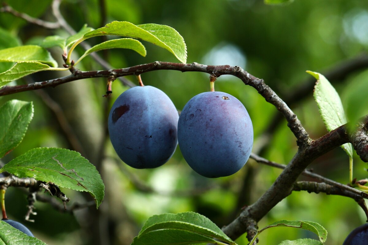 Про сливы - Юрий. Шмаков
