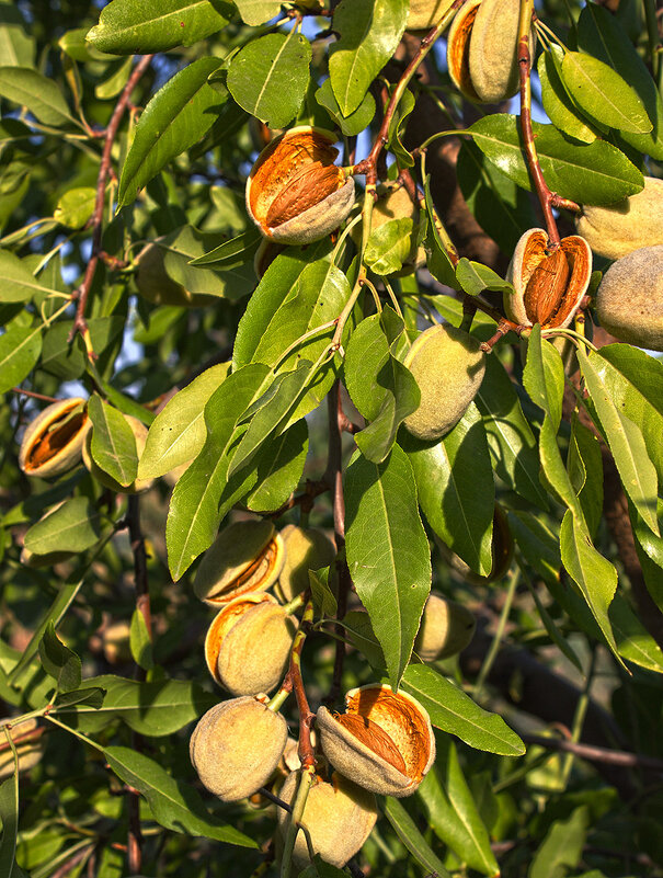 Созрел миндаль - Наталья S