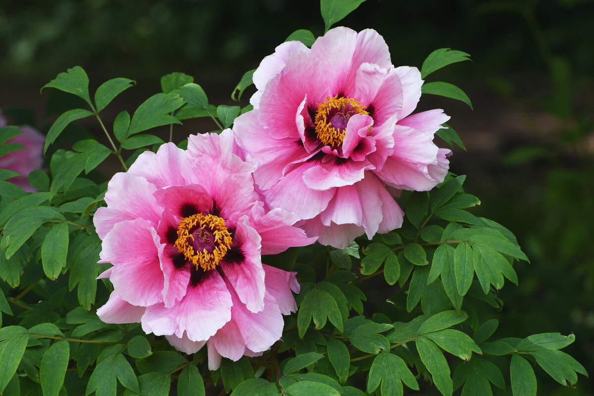 Весна в Ботаническом... Май. - Наташа ***** Весна в Ботаническом... Май. - Наташа *****