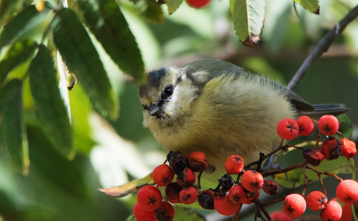 *** - Владимир Безбородов