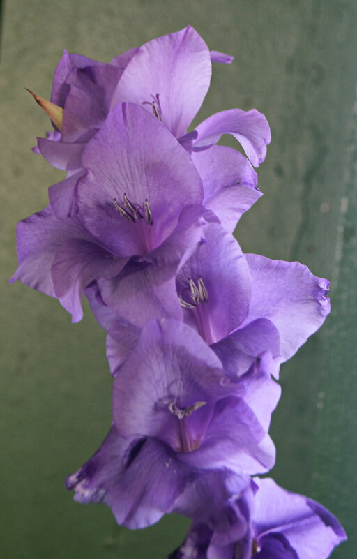 Гладиолус. - сергей ермошкин