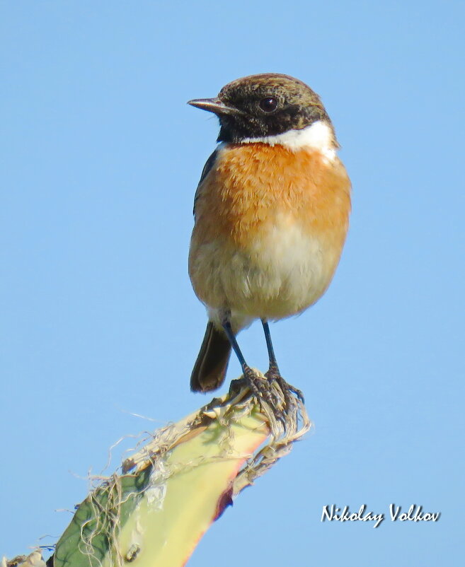 Чекан - Николай Волков