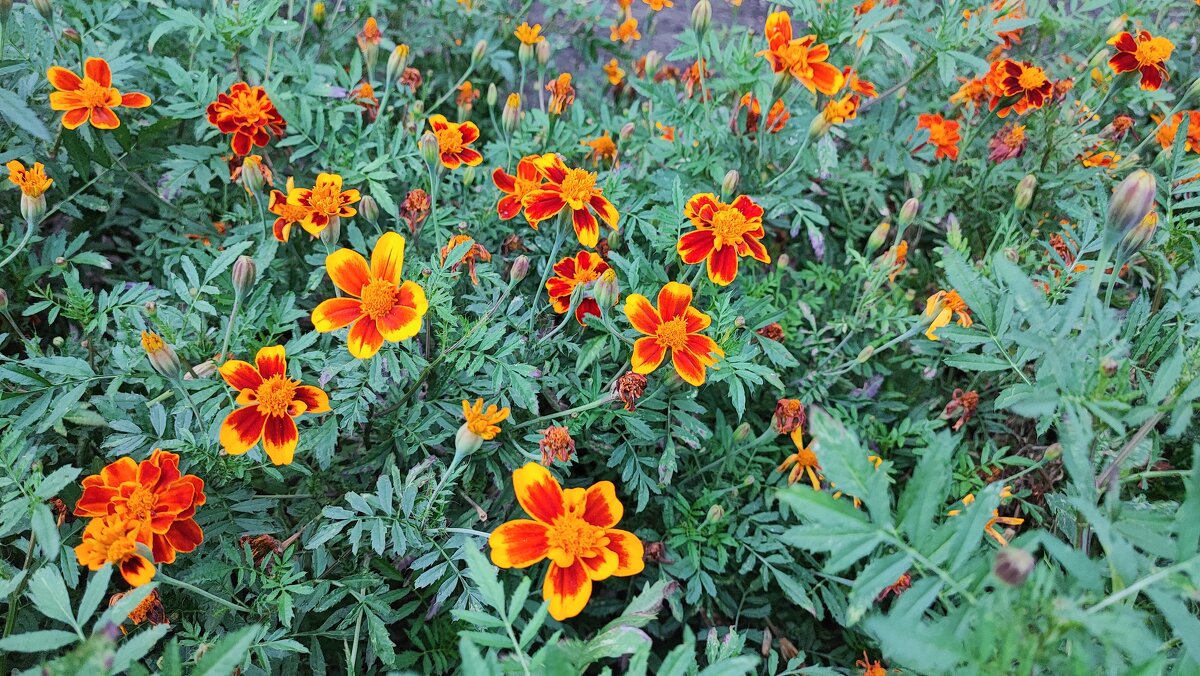 ,,, - Сергей Тимоновский