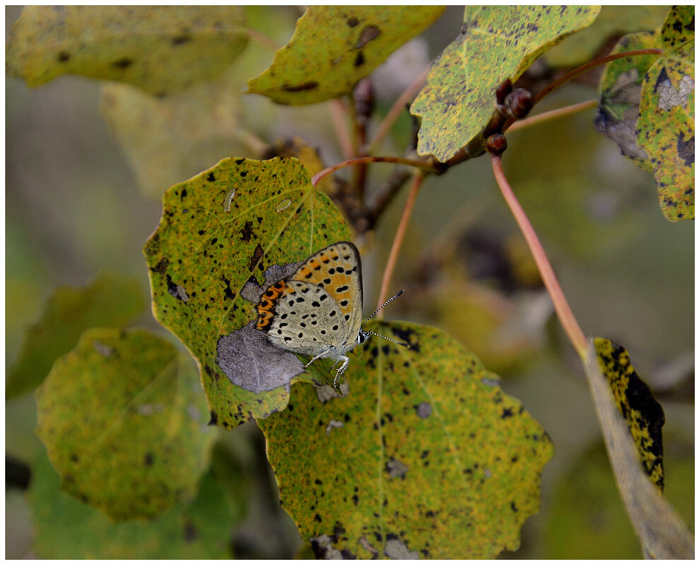 Лето -это маленькая жизнь... - Aleksandr Gal