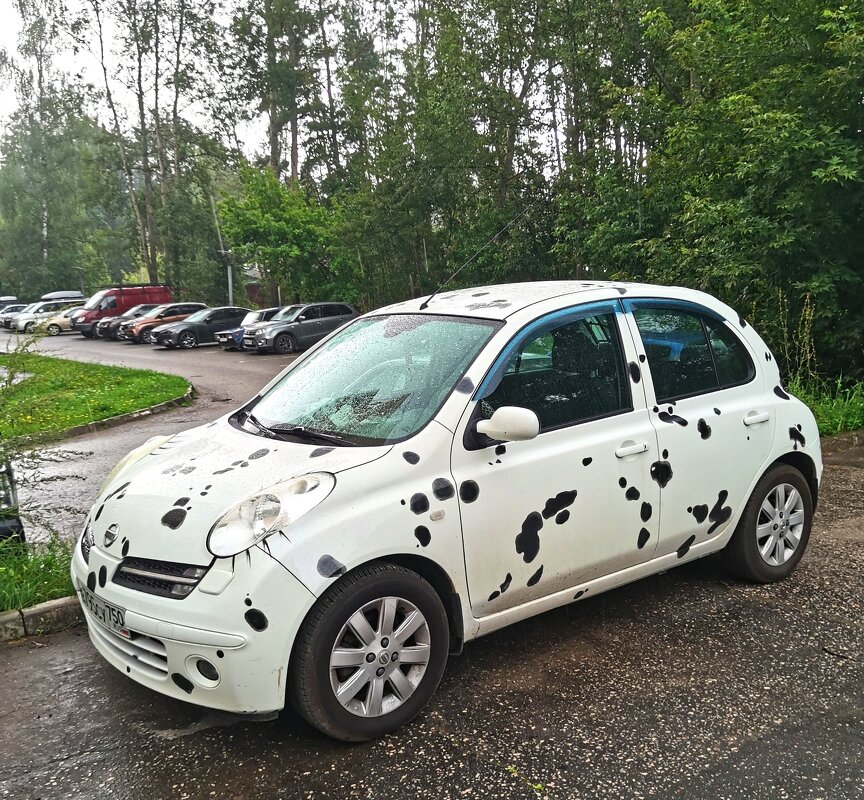 "Далматинец" - Любимова Ольга 