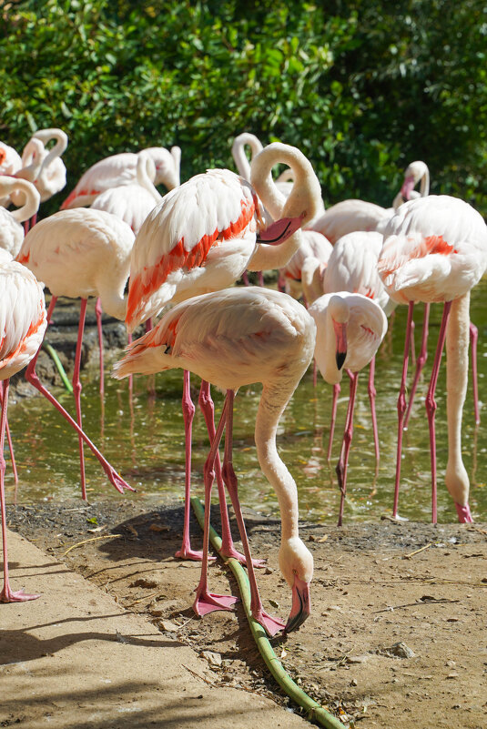 ШЛАНГ - Сергей Янович Микк