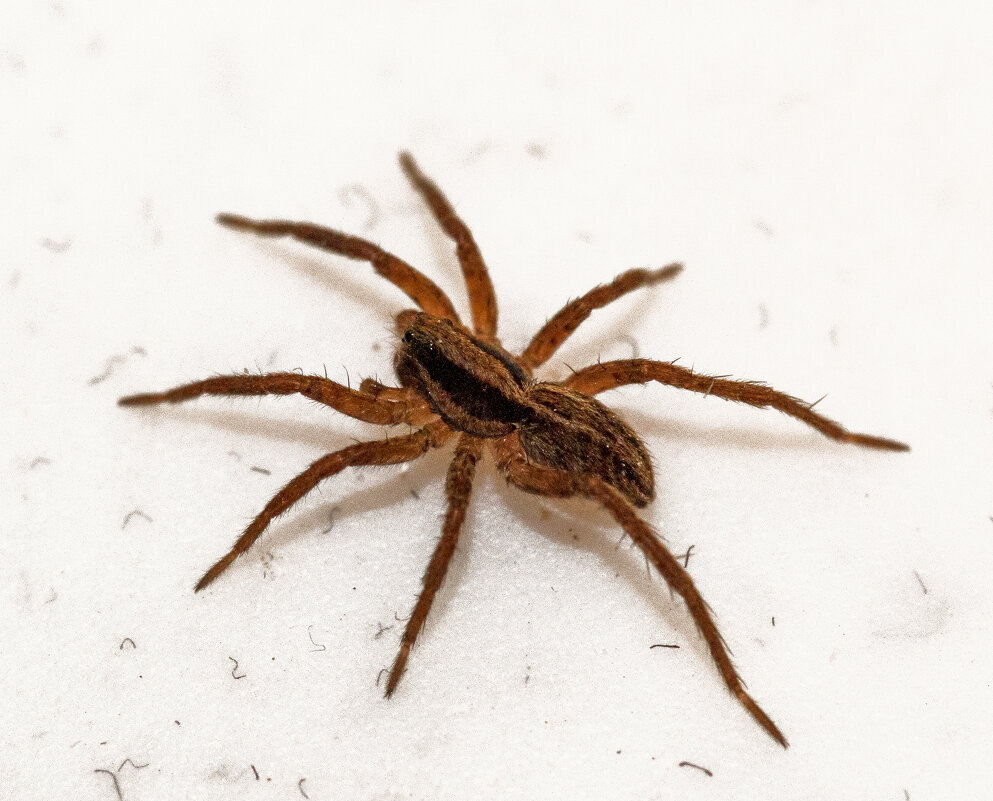 Гость. - Константин Вавшко