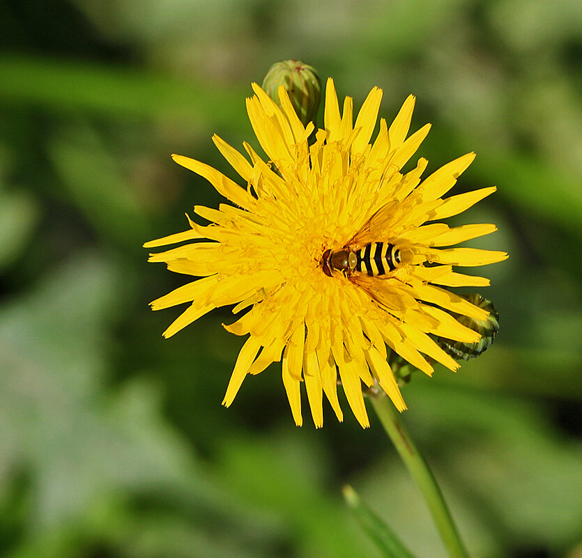 На одуванчике... в августе! - Светлана 