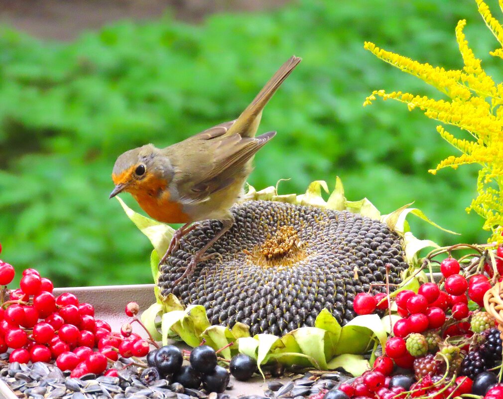 Зарянка на кормушке за окном - Ольга Митрофанова Зарянка на кормушке за окном - Ольга Митрофанова