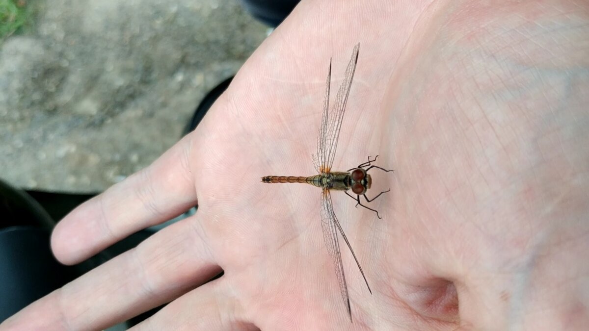 Приручение - Олег Иванов