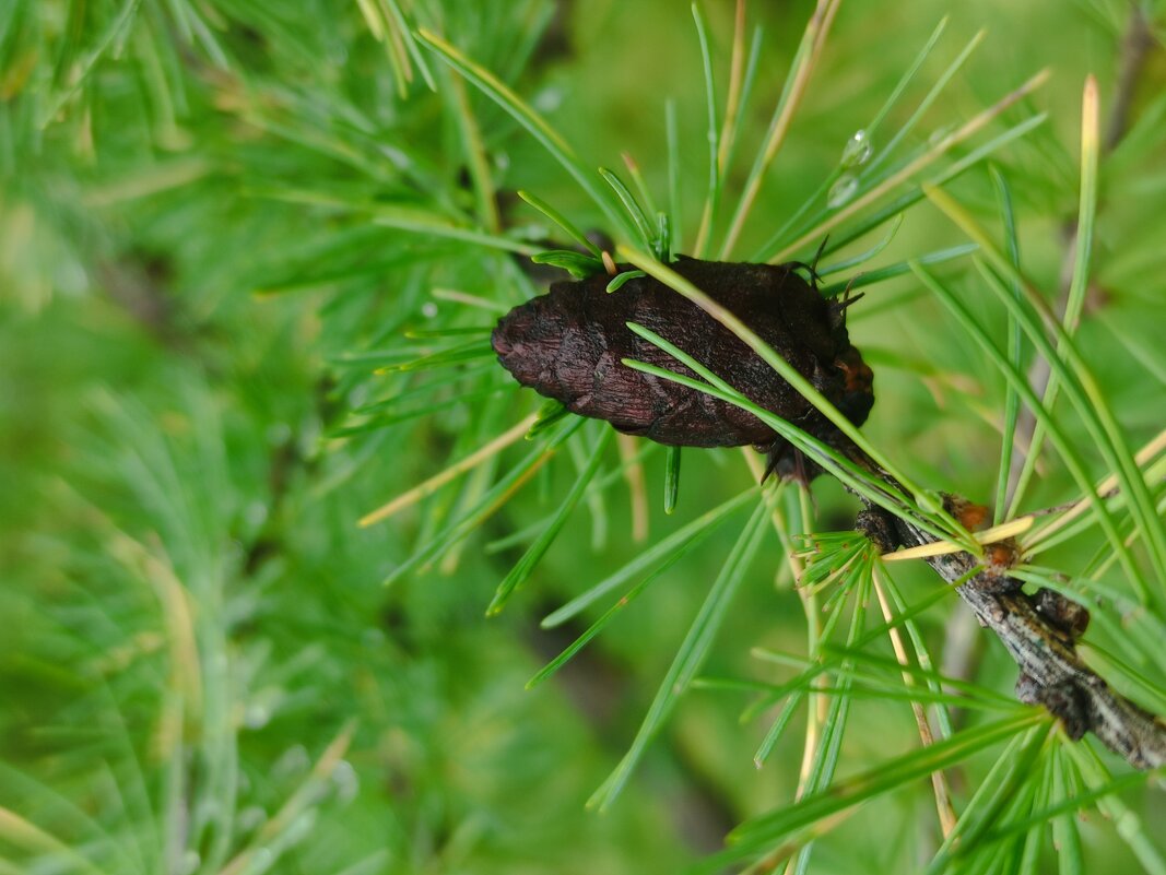 Хвоя - Aleksandra Chochaeva