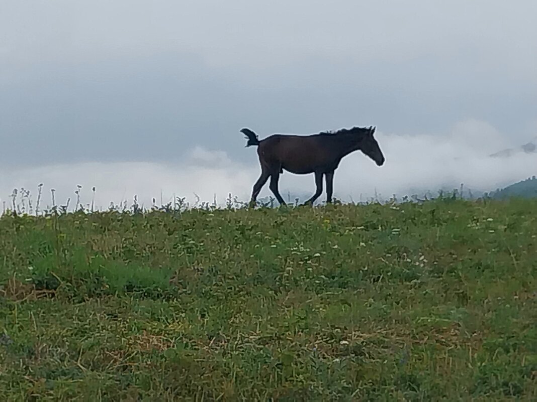 Talgar. - Murat Bukaev 