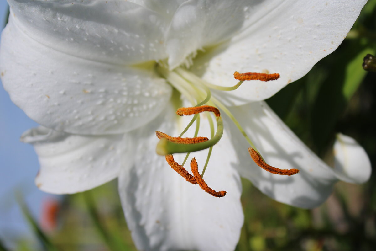 Белая лилия - Ирина Лесиканич