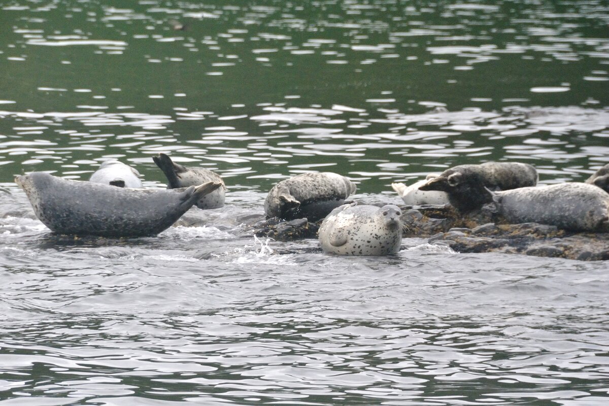 Ларги - Марина Виноградова