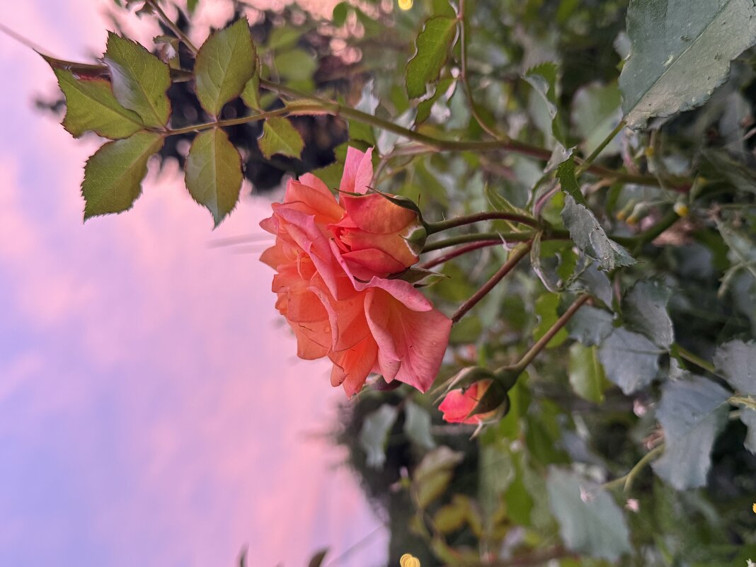 Вечер - Анна Камс