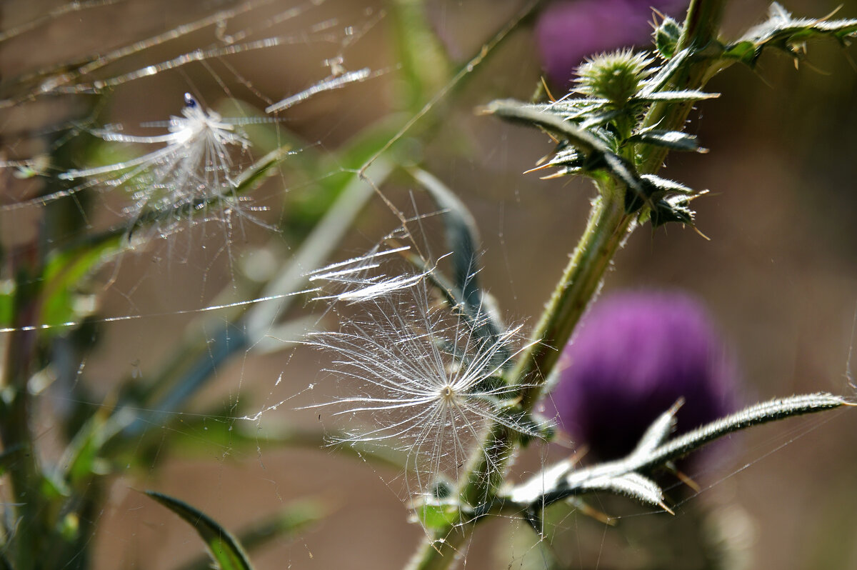 Август - Надежда Куркина 