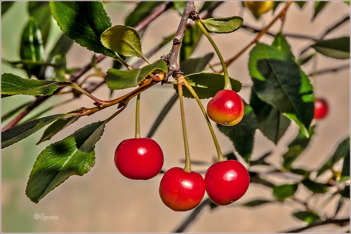 Про июль - Aquarius - Сергей
