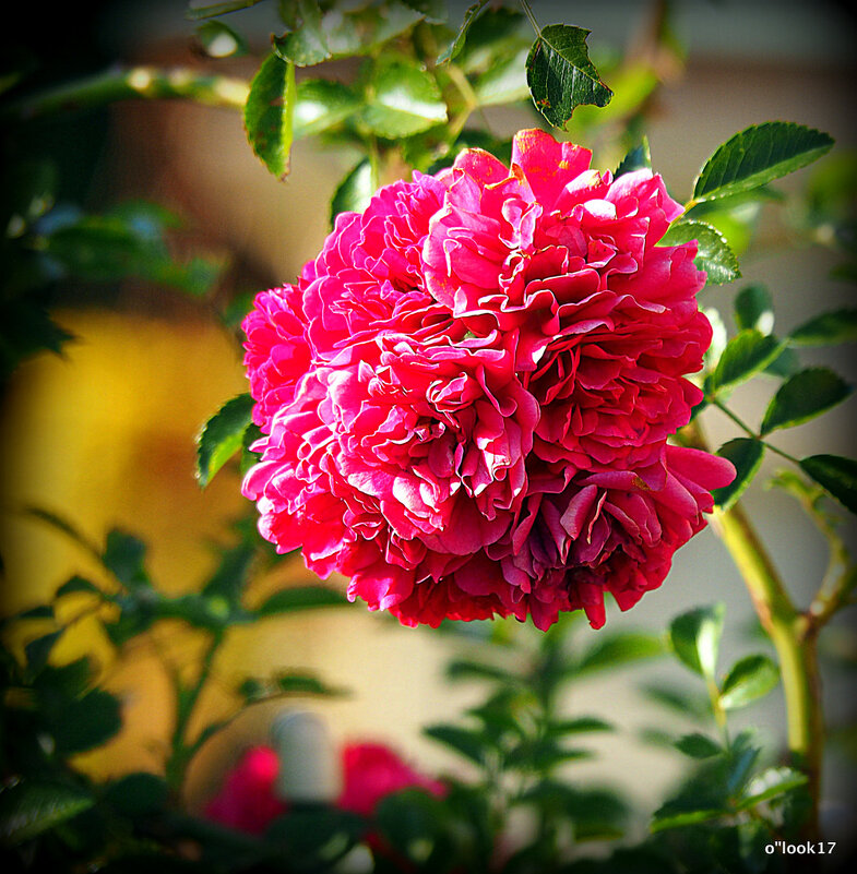 они на радость нам даны - Олег Лукьянов