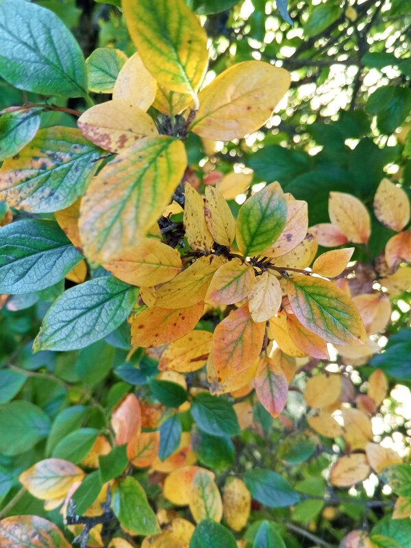 Кизильник - Сапсан 