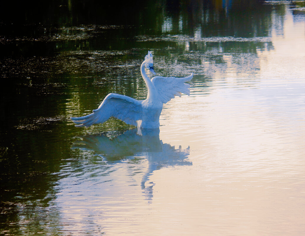 Царевна лебедь - Сергей Кочнев